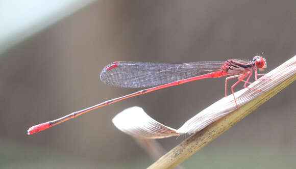 Image of Megalagrion oresitrophum (Perkins 1899)