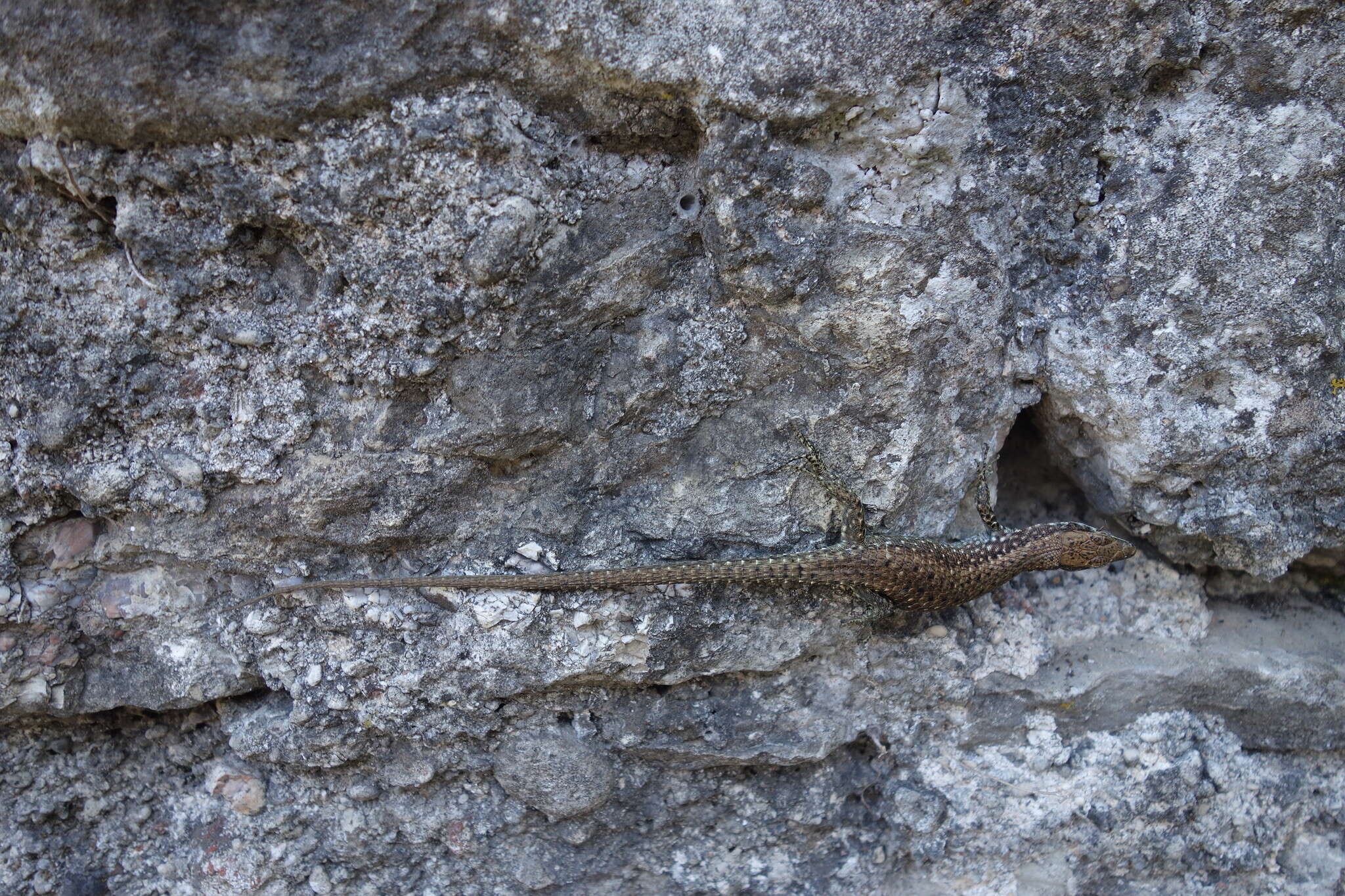 Image of Blue-throated Keeled Lizard