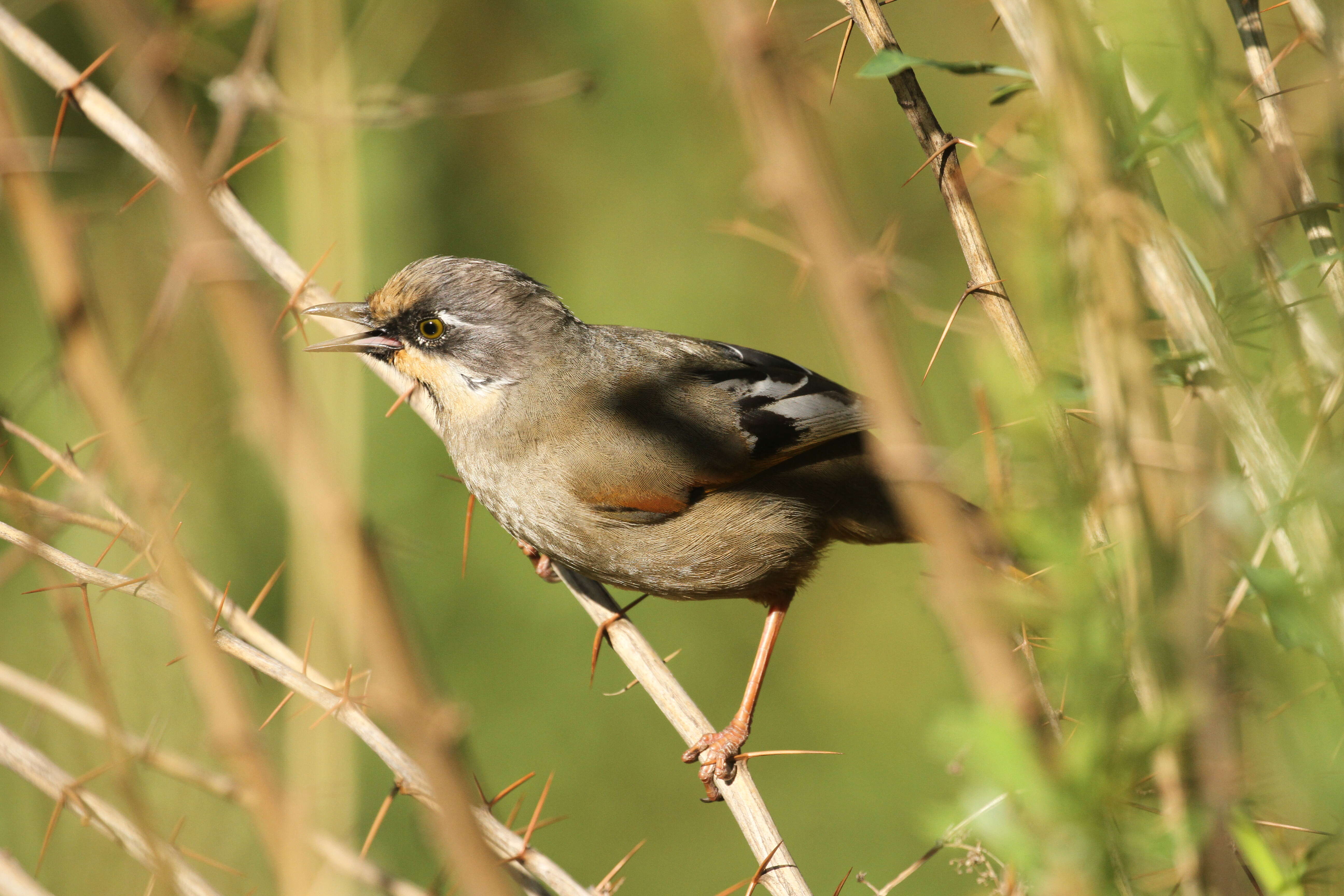 Image of Variegated Laughingthrush