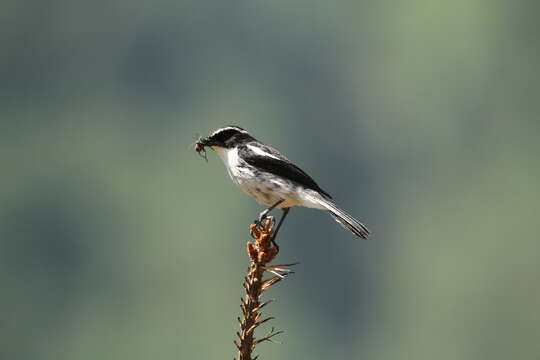 Image of Grey Bush Chat