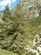 Imagem de Pinus nigra subsp. laricio (Poir.) Maire