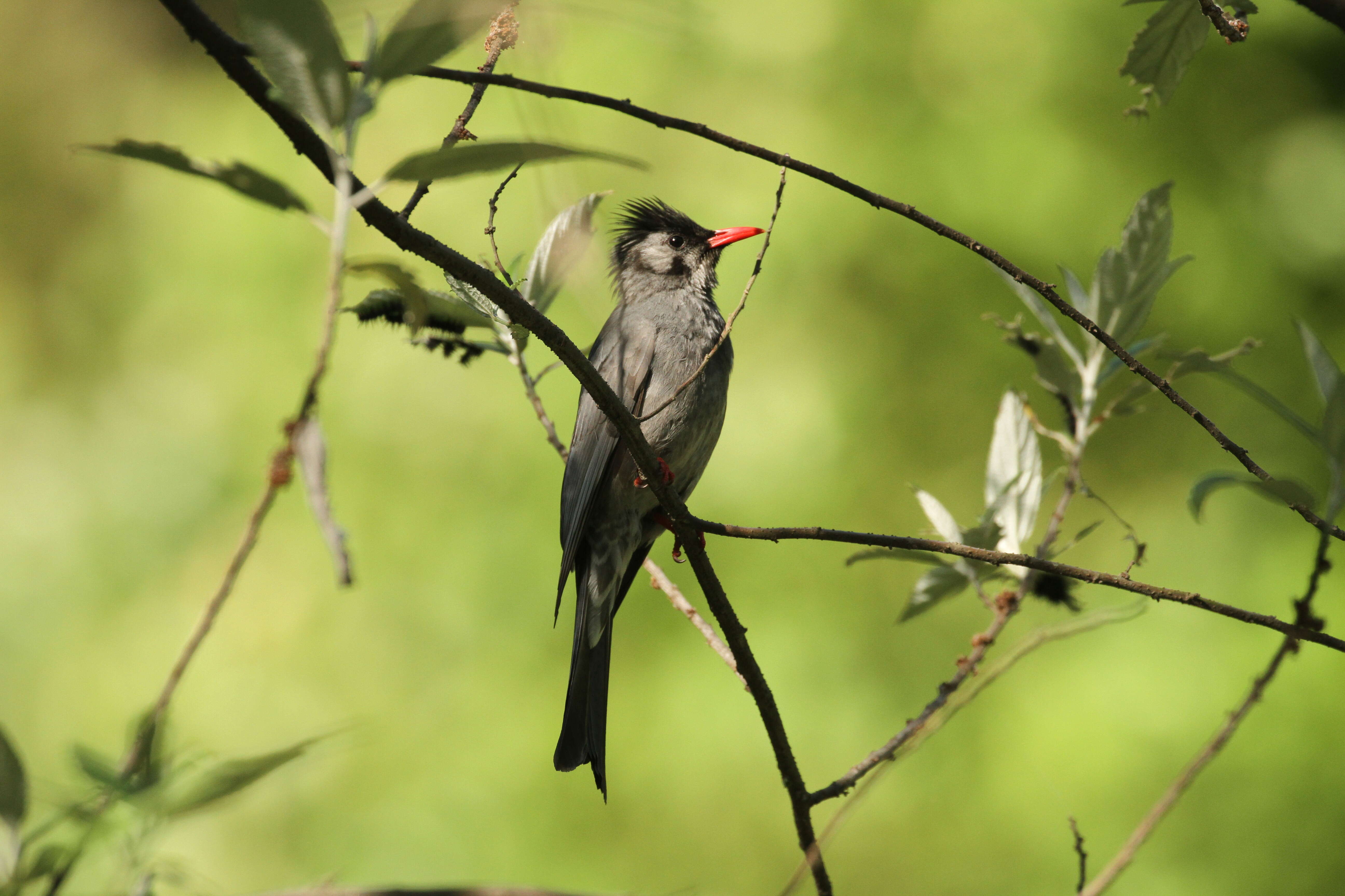 Image de Bulbul noir