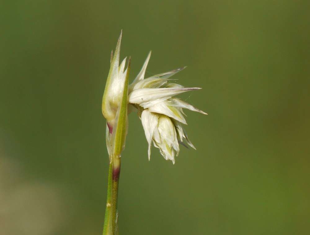 Слика од Eremogone cephalotes (M. Bieb.) Fenz I