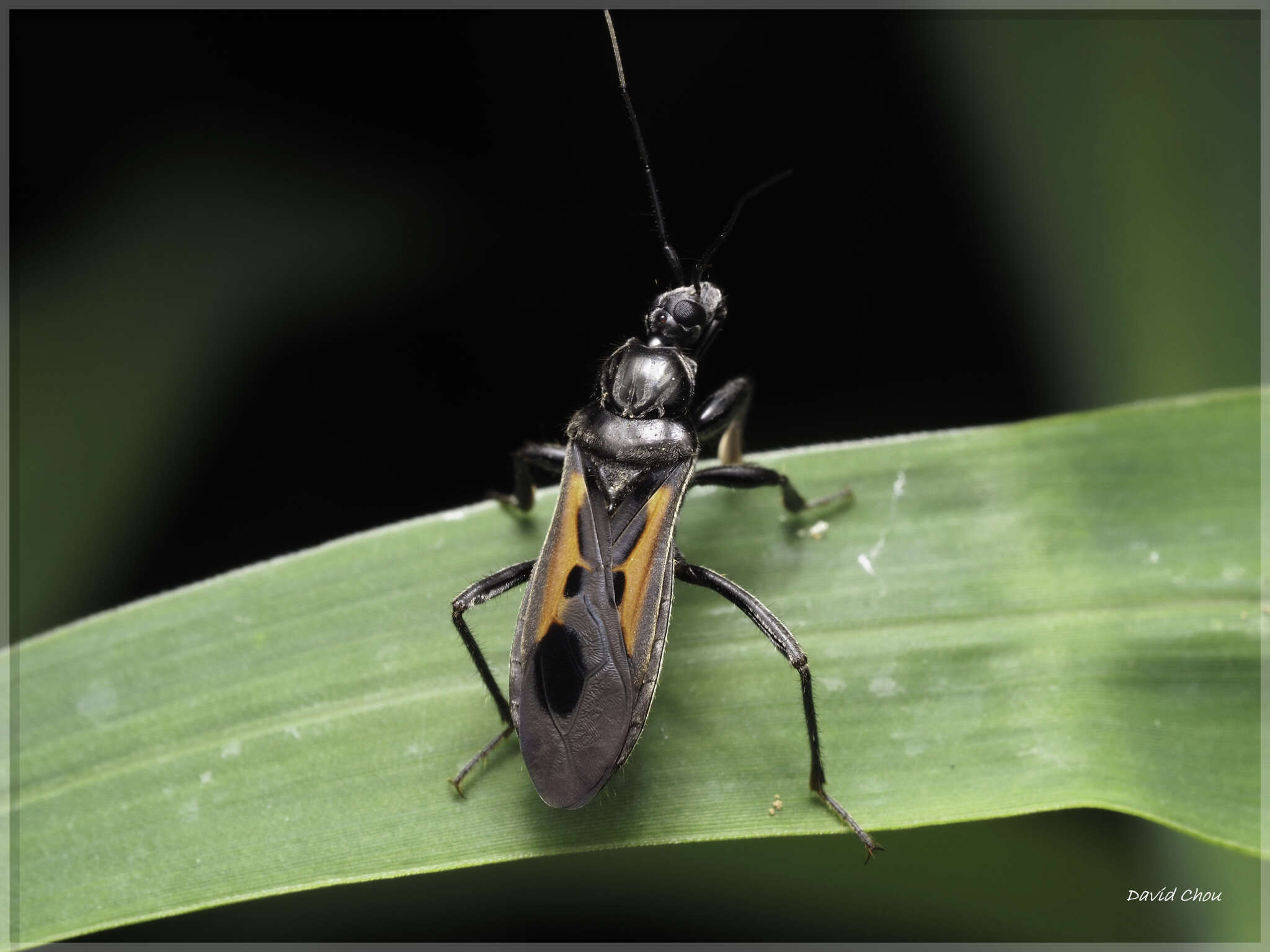 Image of Peirates atromaculatus (Stål 1870)