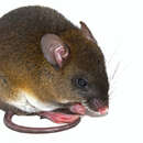 Image of Yungas rice rat