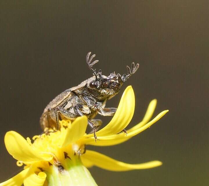 Слика од Ceratognathus niger Westwood 1838