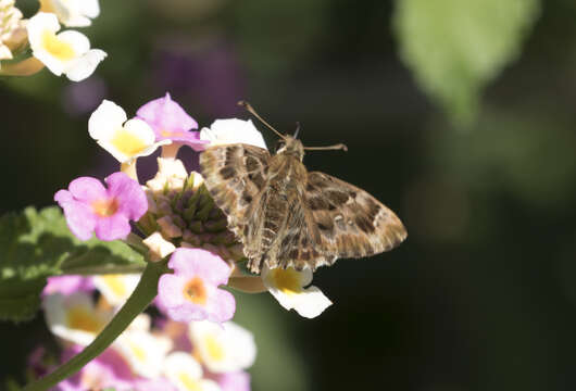 Image of Mallow Skipper