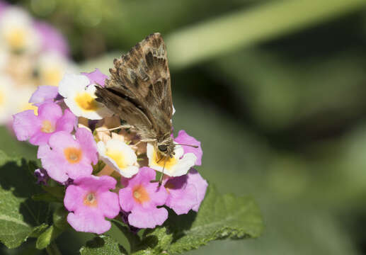 Image of Mallow Skipper