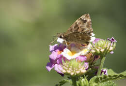 Image of Mallow Skipper