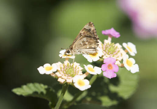 Image of Mallow Skipper