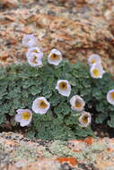 Image of Paraquilegia caespitosa (Boiss. & Hohen.) Drumm. & Hutch.