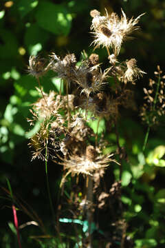 Eryngium alpinum L. resmi