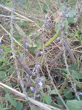 Calopogonium caeruleum (Benth.) Sauvalle的圖片