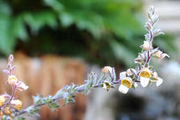 Image of Grecian foxglove