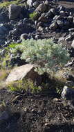 Imagem de Artemisia gorgonum Webb