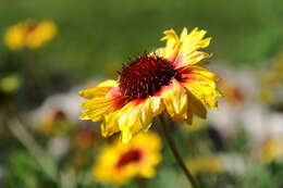 Image of Common perennial gaillardia