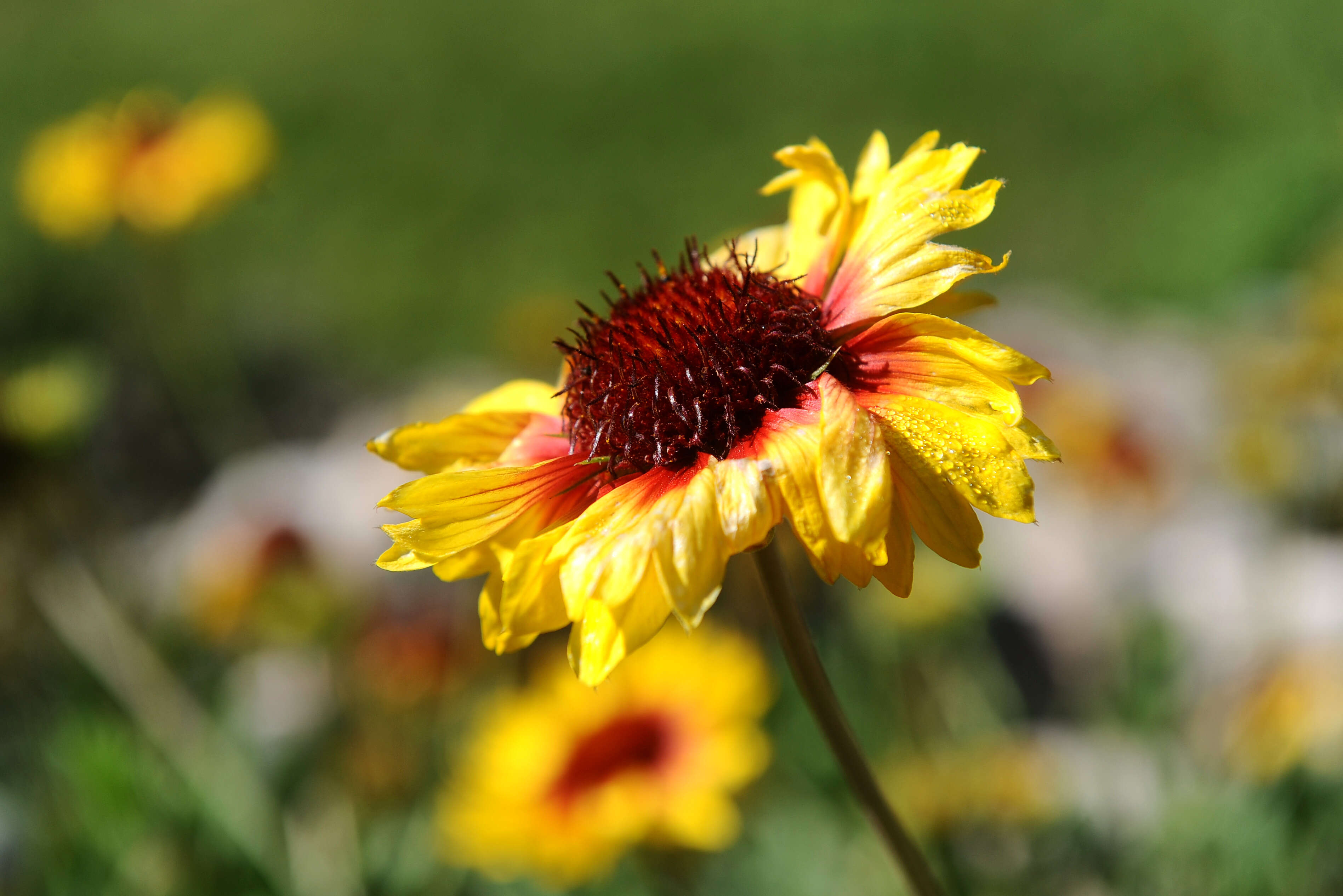 Image of Common perennial gaillardia