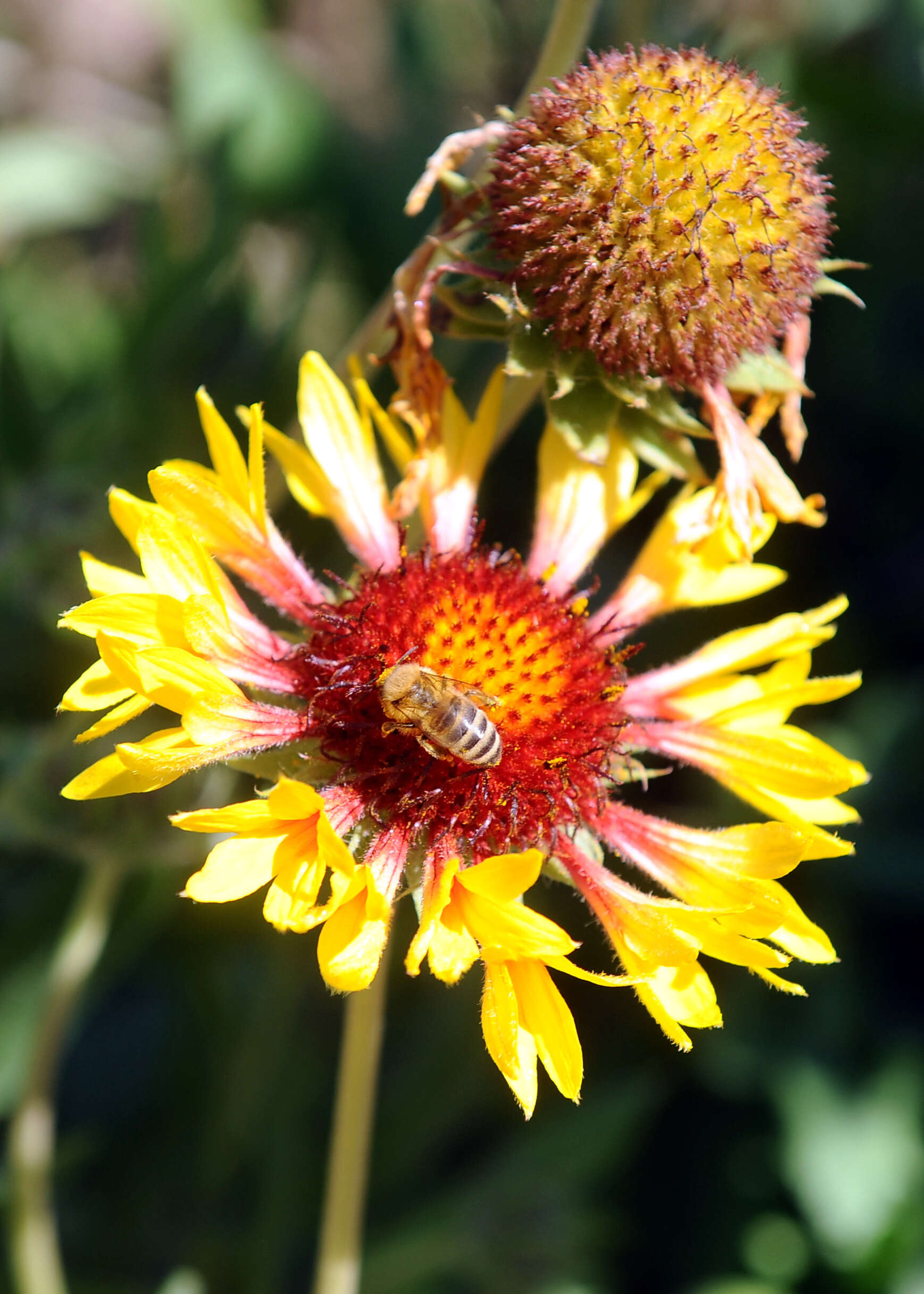 Image of Common perennial gaillardia