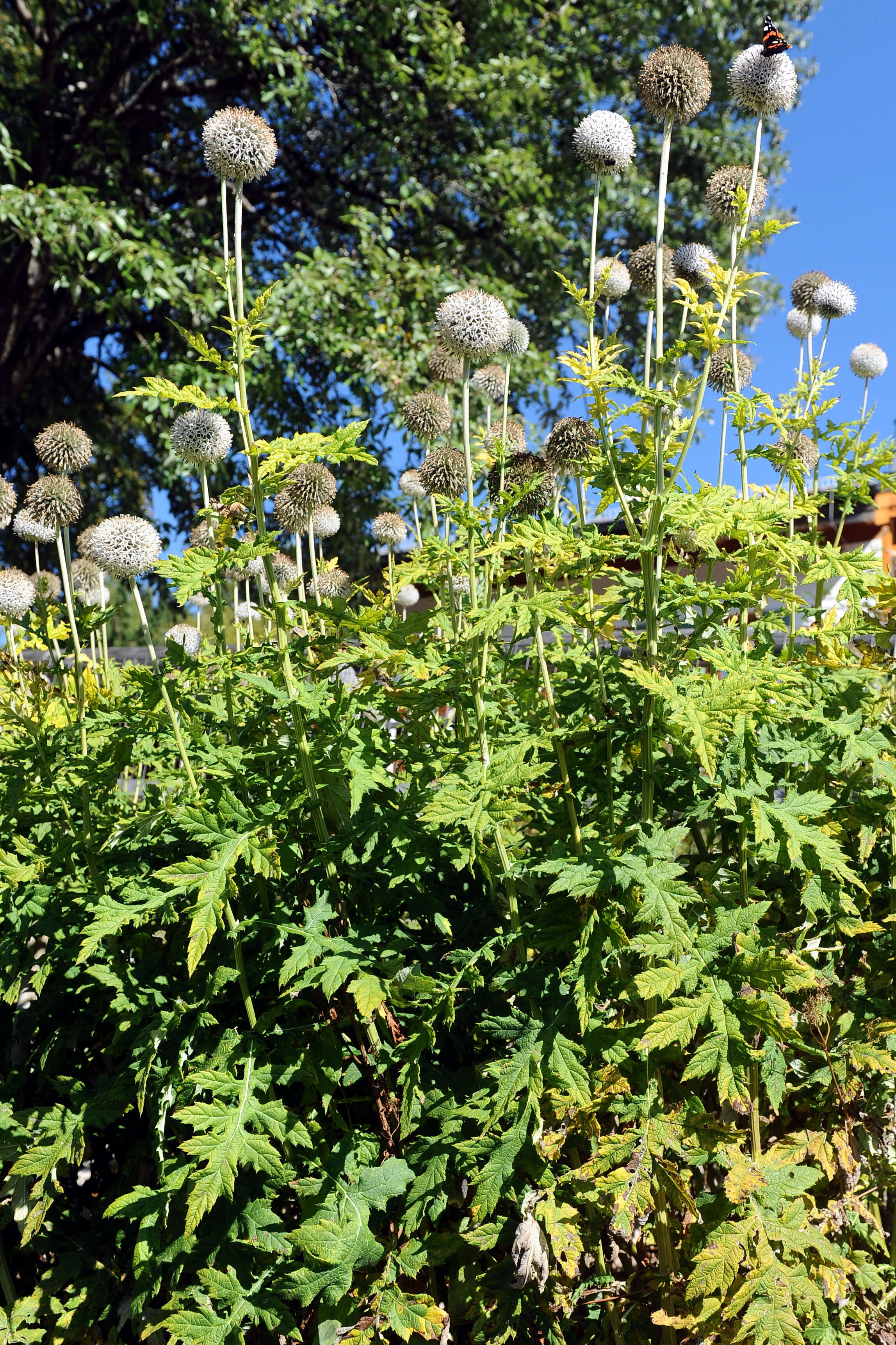 Image of tall globethistle