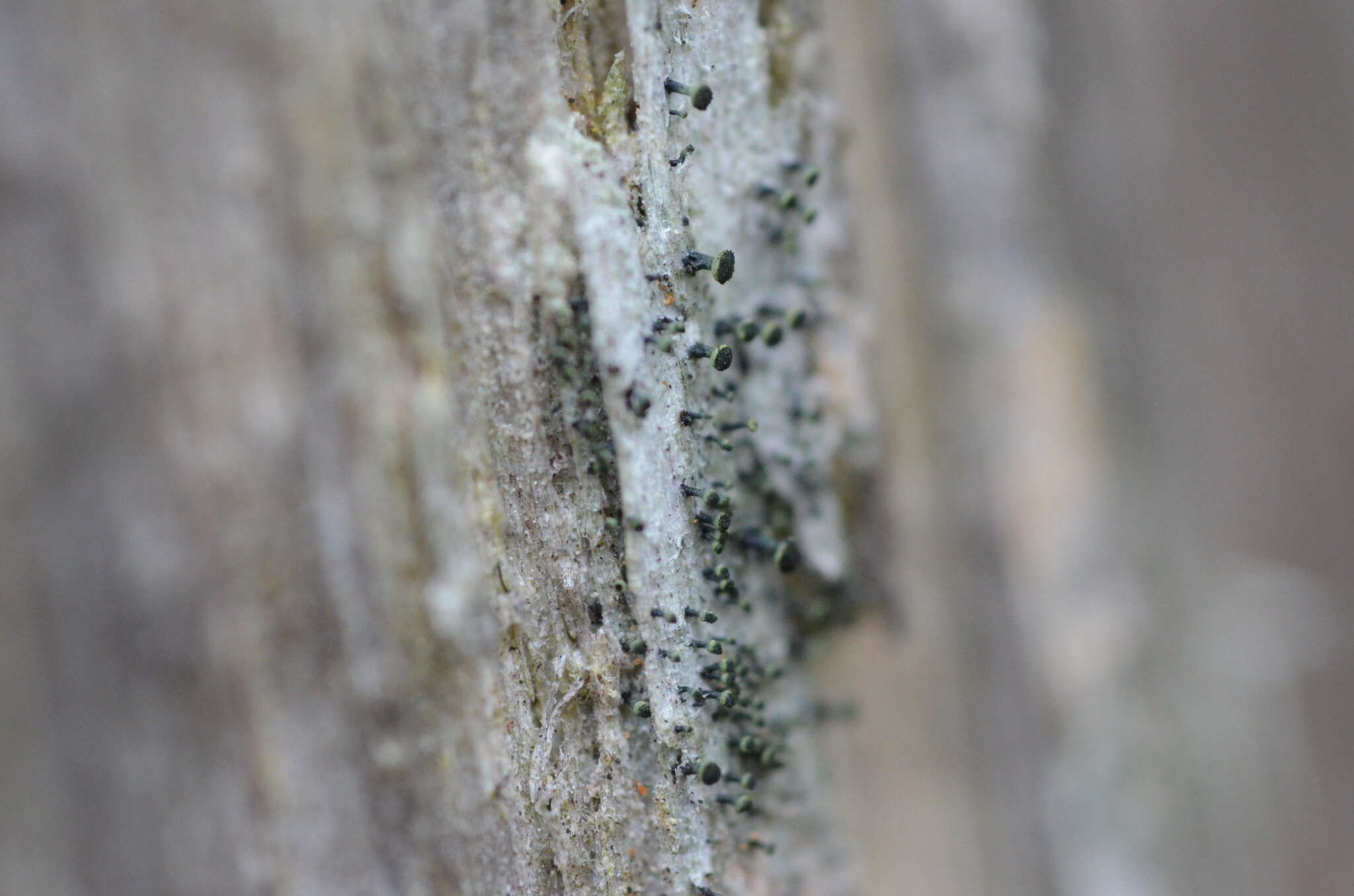 Image of Yellow-collar stubble lichen;   Spike lichen