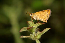 Image of Tamil grass dart