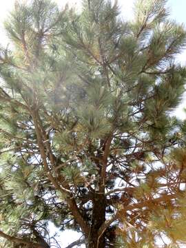 Image of Hartweg's Pine