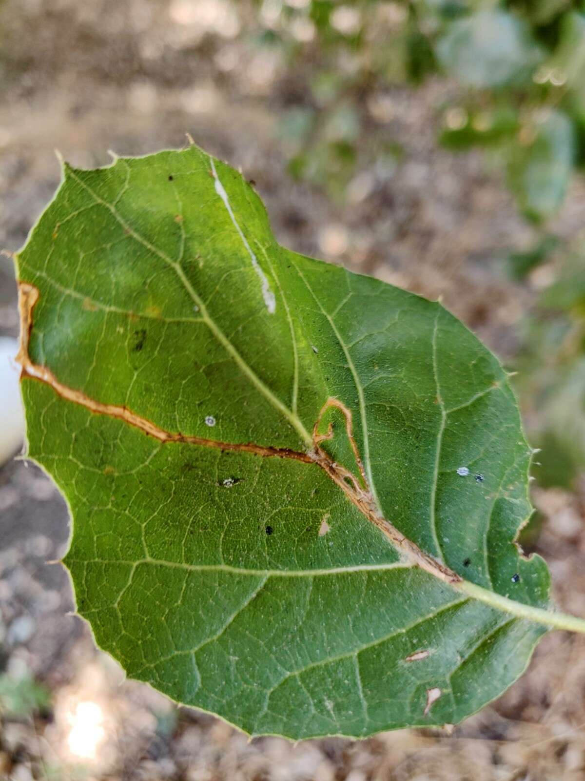 Image of Neurobathra bohartiella Opler 1971