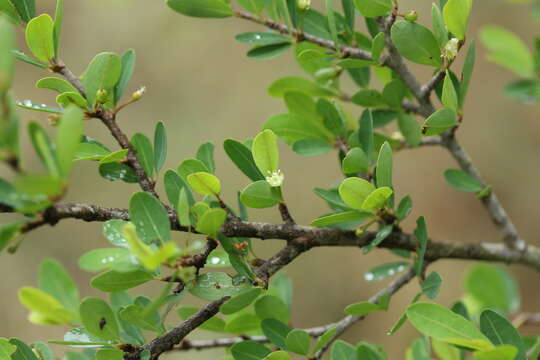 Image of Erythroxylum delagoense Schinz.