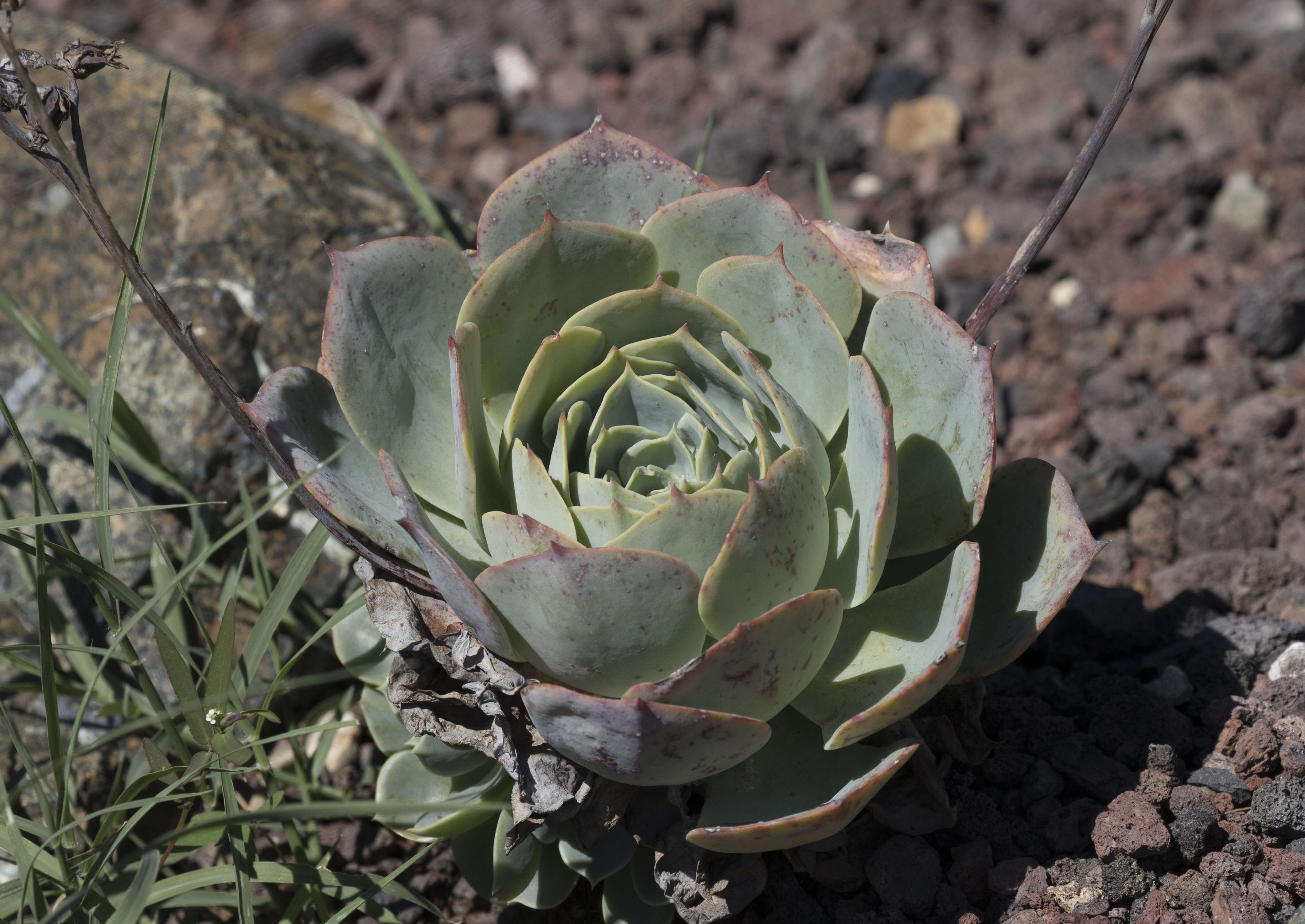 Image of Echeveria elegans Rose