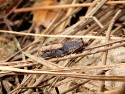 Image of brindled bell moth