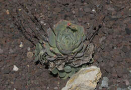 Image of Echeveria elegans Rose