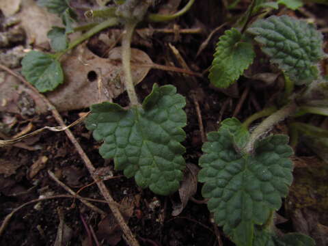 Image of Yellow Giant Hyssop