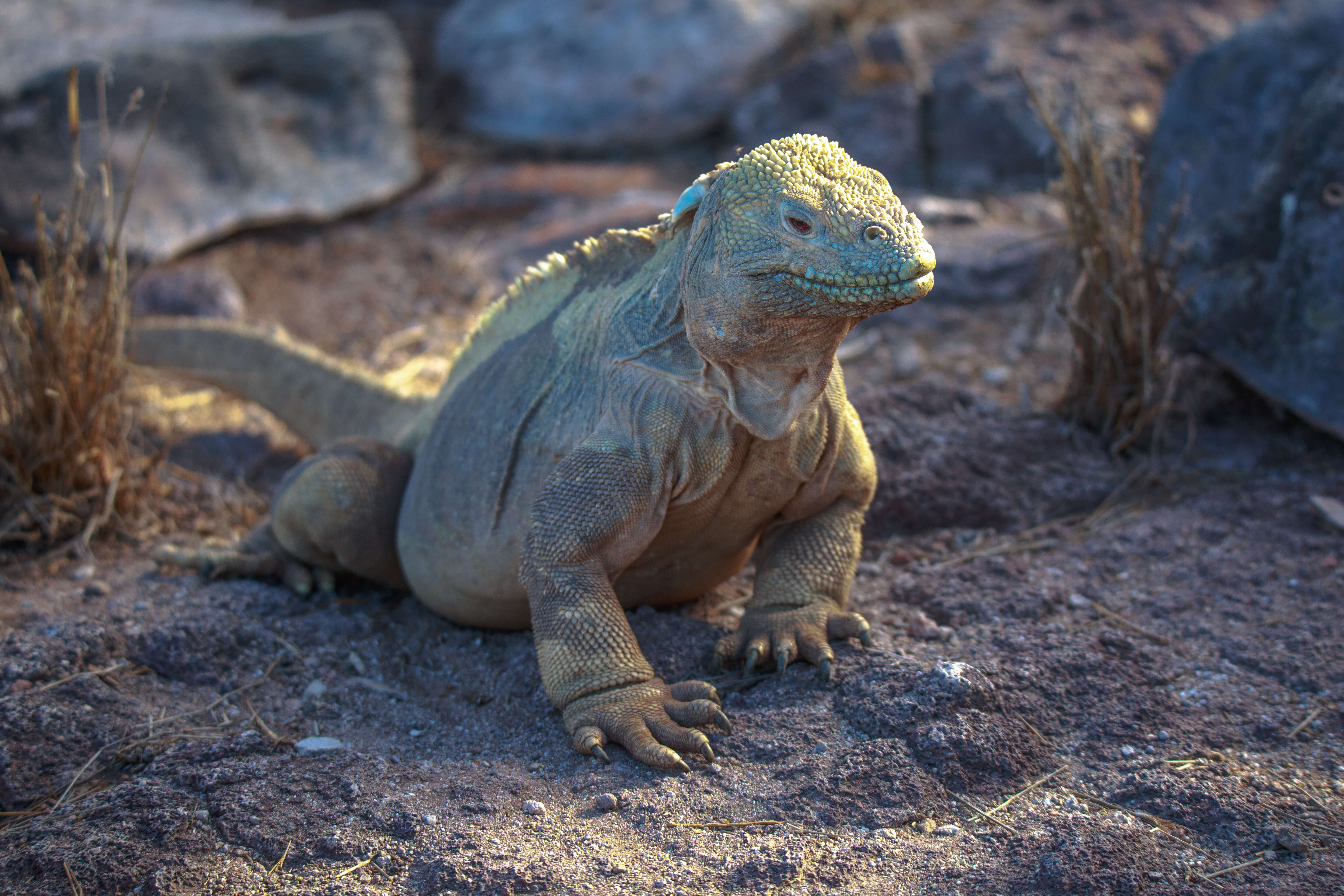 Image of Santa Fe Land Iguana