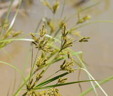 Image de Cyperus exaltatus Retz.