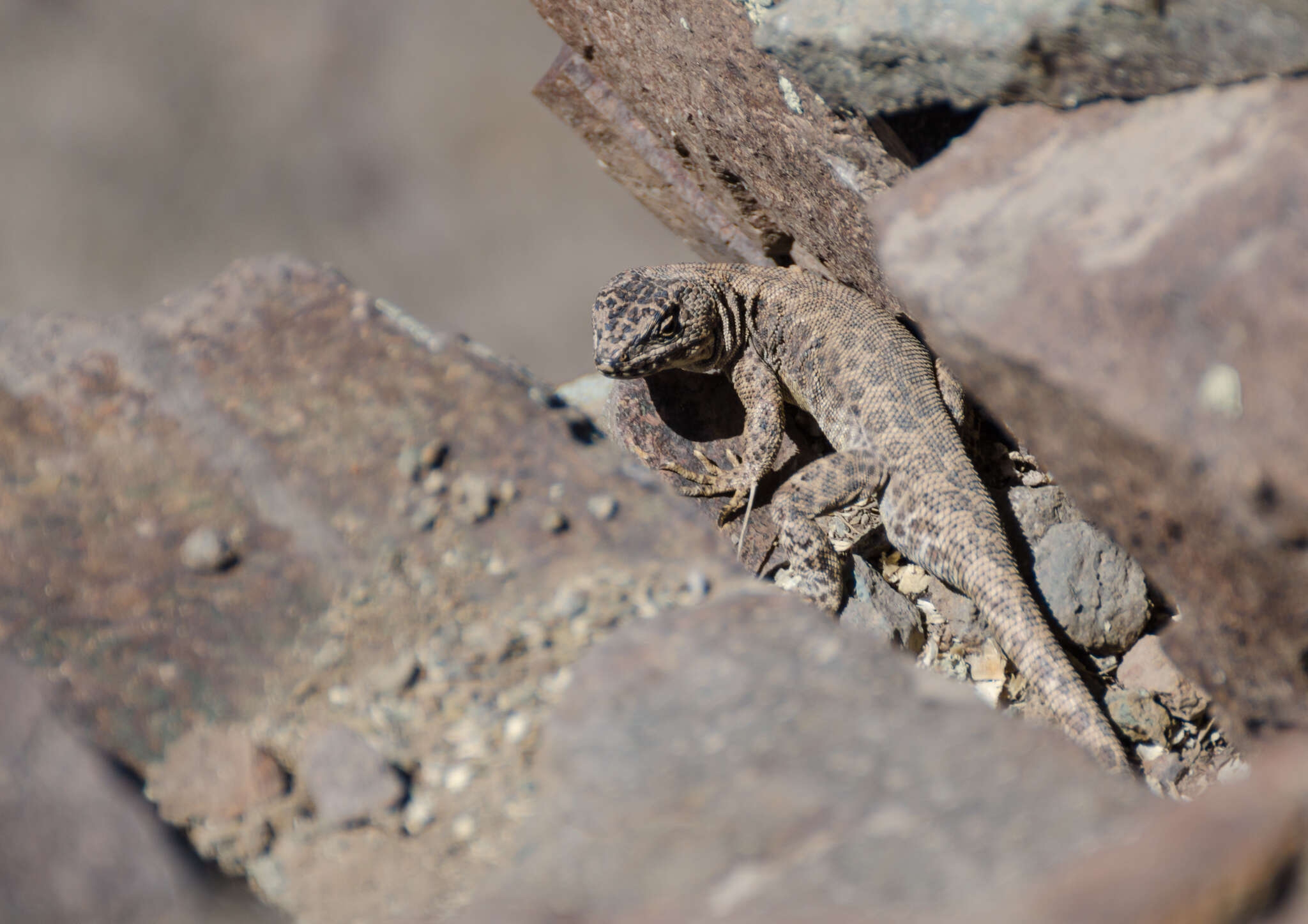 Image of Leopard Tree Iguana