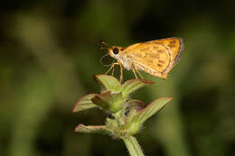 Image of Tamil grass dart