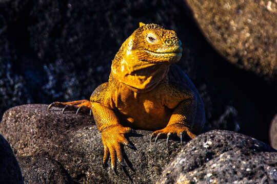 Image of Galapagos Land Iguana