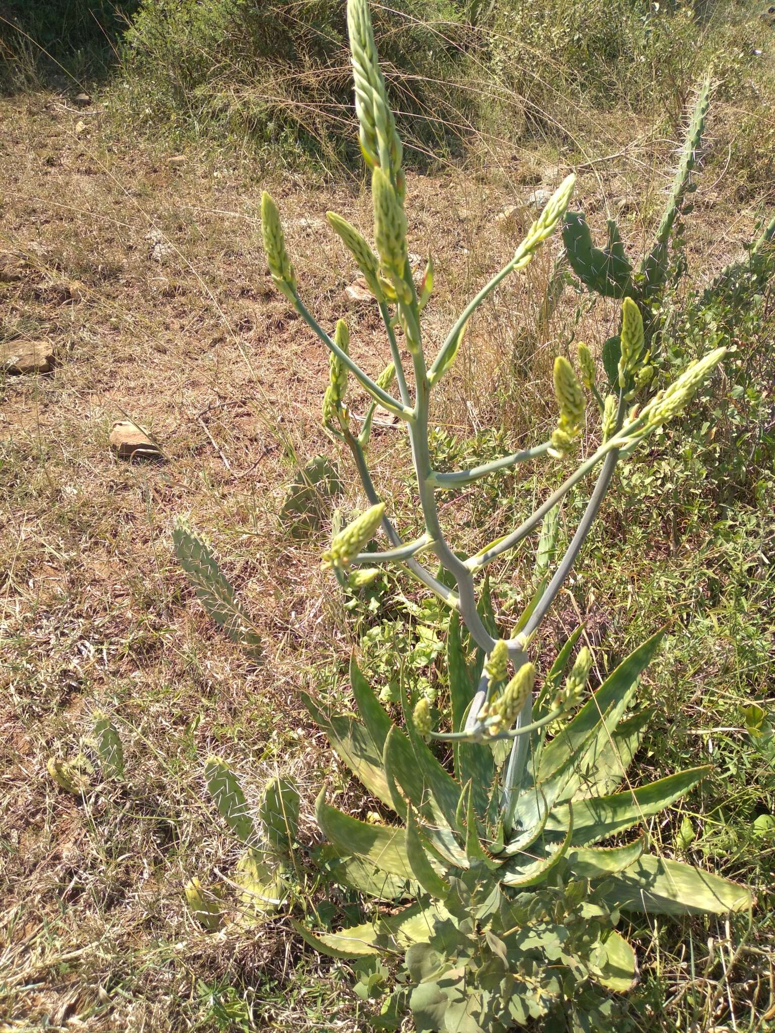 Aloe fosteri Pillans resmi