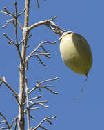 Image of paulownia