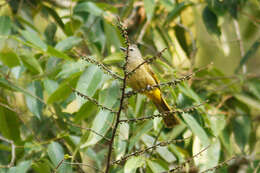 Image of Flavescent Bulbul