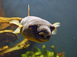 Image of Fresh Water Puffer Fish