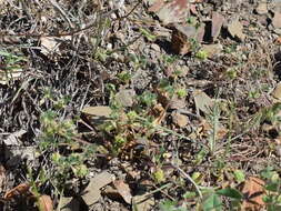 Image of Tifton burclover