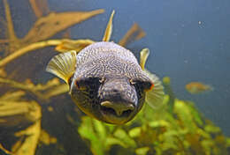 Image of Fresh Water Puffer Fish