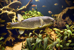 Image of Fresh Water Puffer Fish