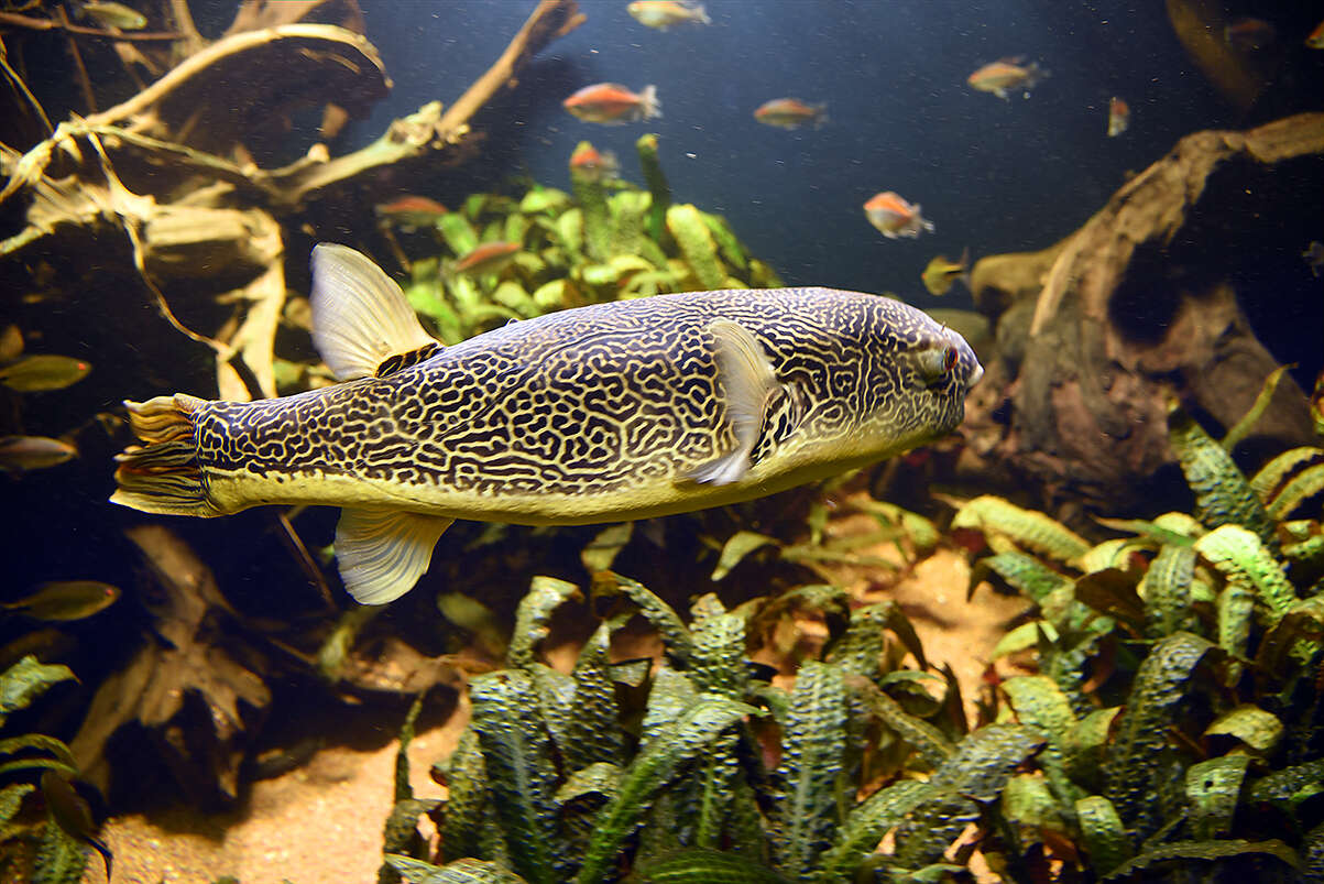 Image of Fresh Water Puffer Fish