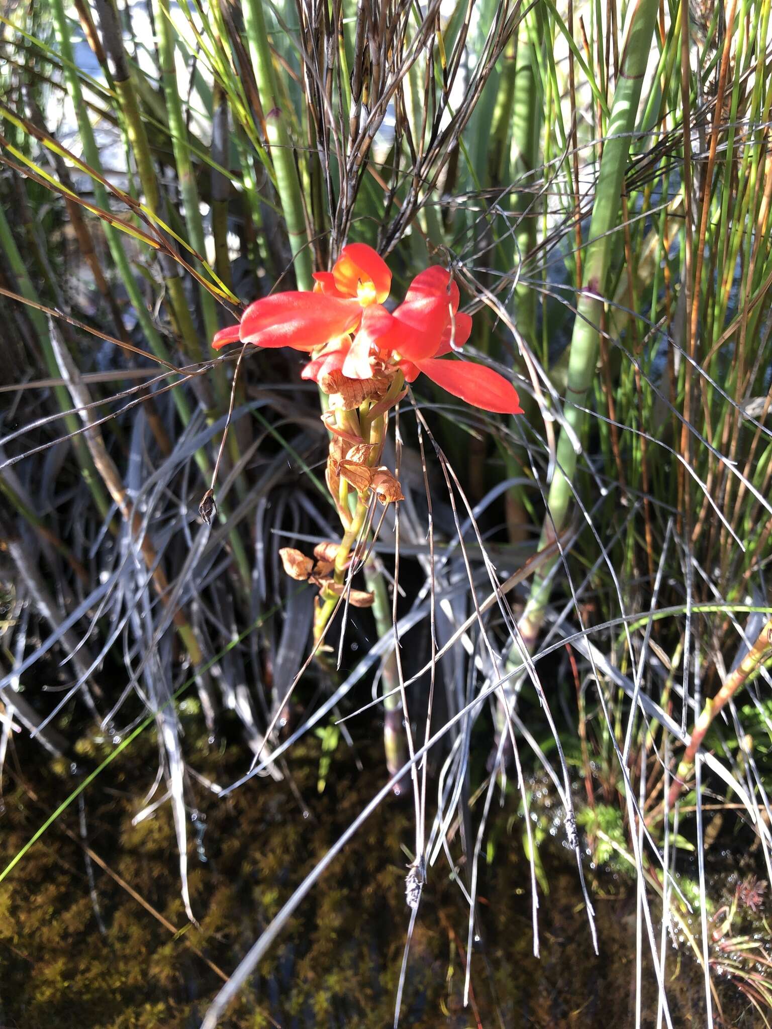 Image de Disa cardinalis H. P. Linder