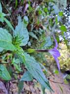 Image of Browallia speciosa Hook.