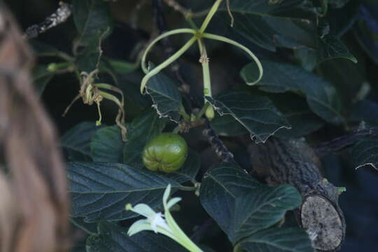 Image of Honeysuckle tree