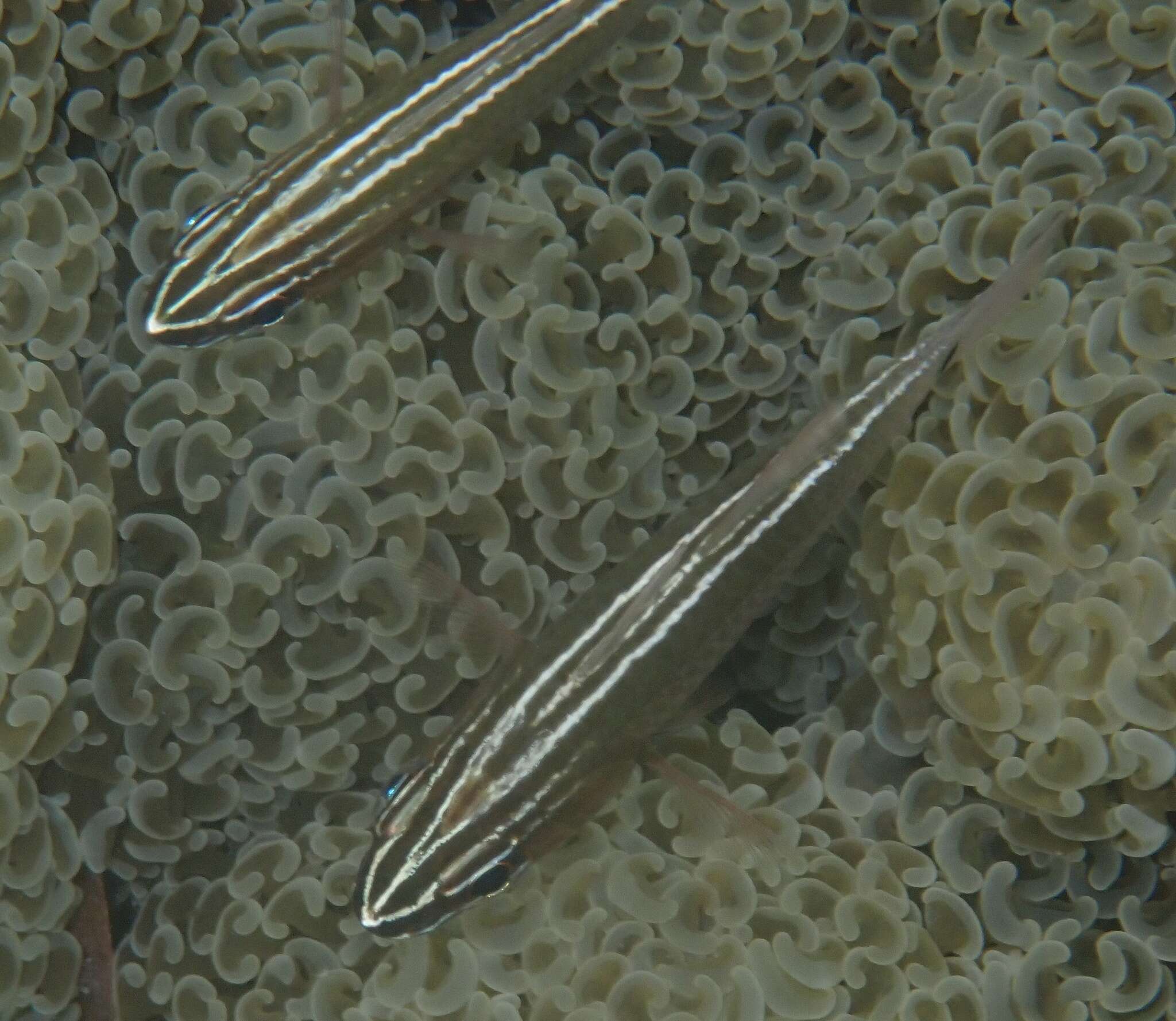 Image of Cardinal fish