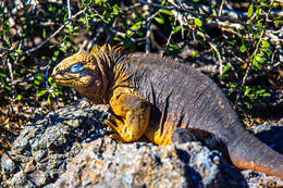 Image of Galapagos Land Iguana